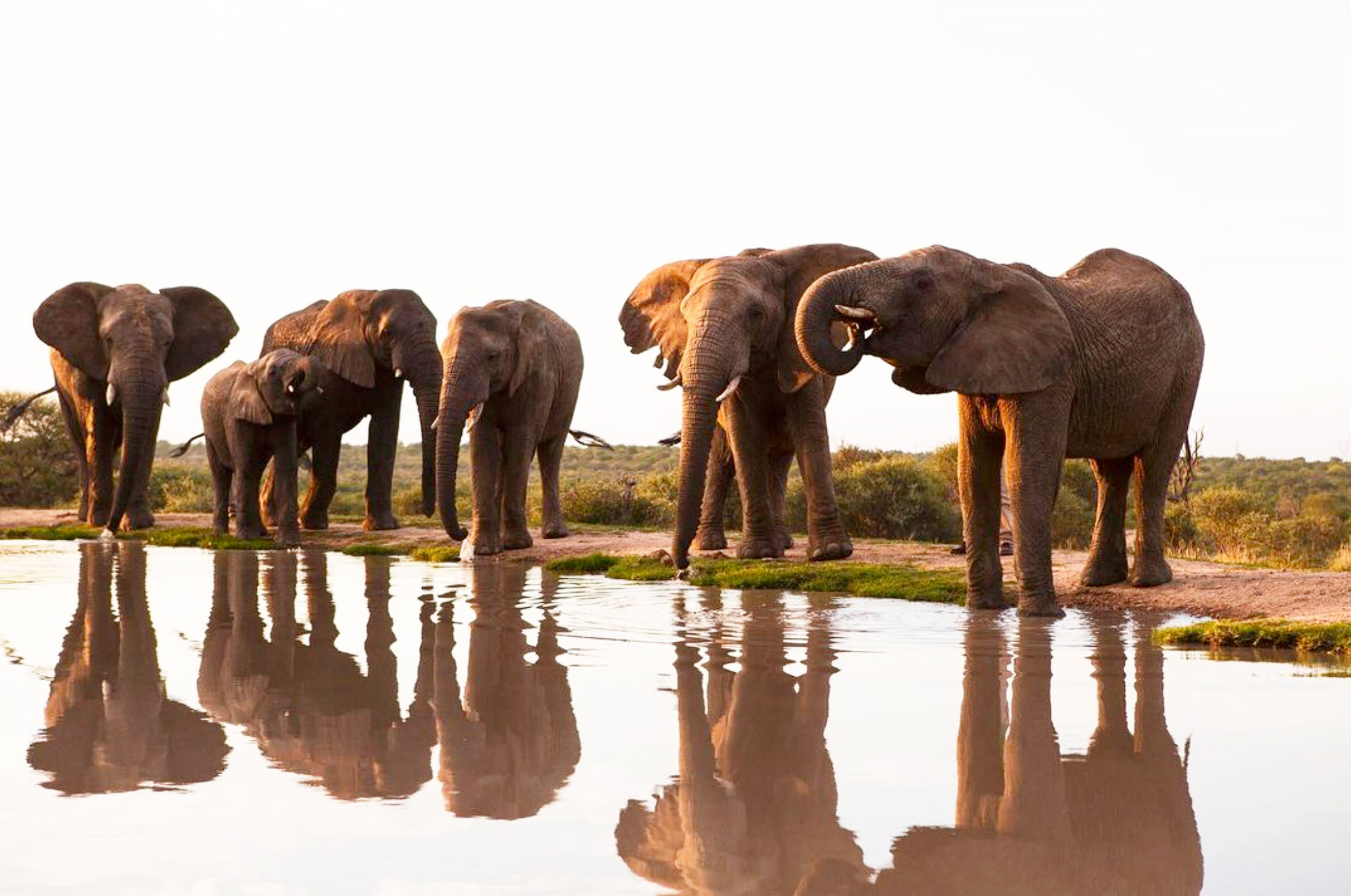 Turbo Vellies vs Hyena